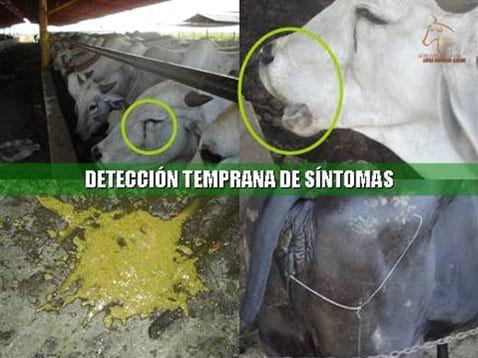 Beneficios de la Ganadería Intensiva Tropical con Resultados de Campo - Image 37