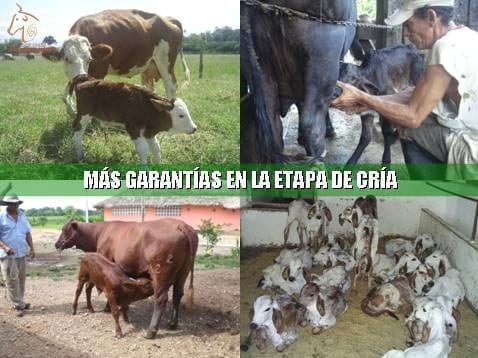 Beneficios de la Ganadería Intensiva Tropical con Resultados de Campo - Image 38
