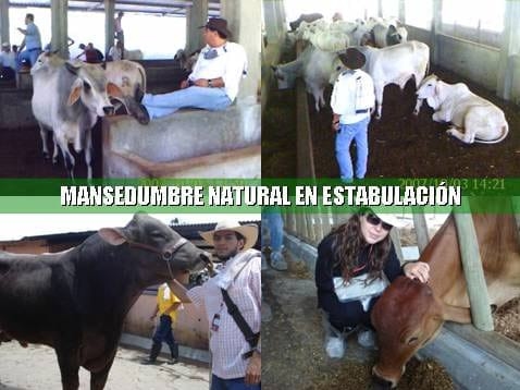 Beneficios de la Ganadería Intensiva Tropical con Resultados de Campo - Image 39