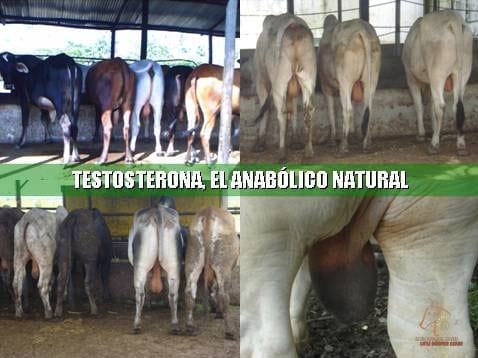 Beneficios de la Ganadería Intensiva Tropical con Resultados de Campo - Image 40