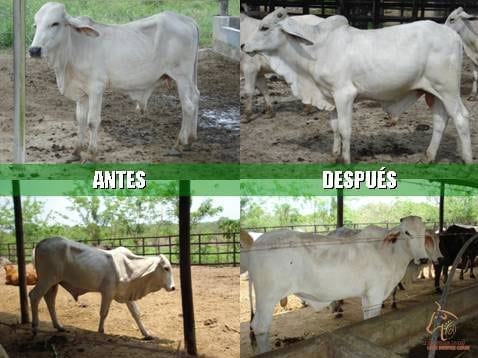 Beneficios de la Ganadería Intensiva Tropical con Resultados de Campo - Image 41