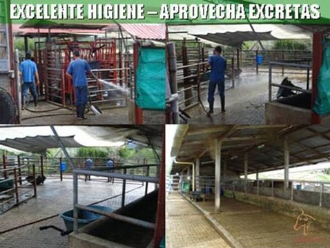Beneficios de la Ganadería Intensiva Tropical con Resultados de Campo - Image 42
