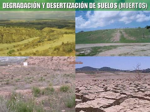 Beneficios de la Ganadería Intensiva Tropical con Resultados de Campo - Image 43