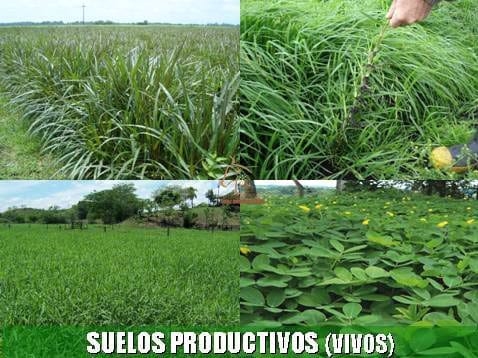 Beneficios de la Ganadería Intensiva Tropical con Resultados de Campo - Image 44