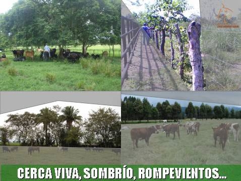 Beneficios de la Ganadería Intensiva Tropical con Resultados de Campo - Image 45
