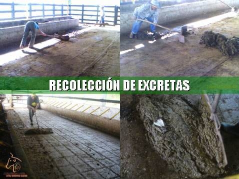 Beneficios de la Ganadería Intensiva Tropical con Resultados de Campo - Image 46
