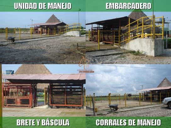 Beneficios de la Ganadería Intensiva Tropical con Resultados de Campo - Image 48