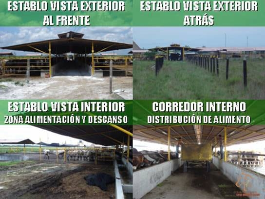 Beneficios de la Ganadería Intensiva Tropical con Resultados de Campo - Image 49