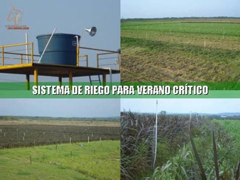 Beneficios de la Ganadería Intensiva Tropical con Resultados de Campo - Image 50