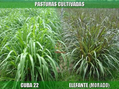 Beneficios de la Ganadería Intensiva Tropical con Resultados de Campo - Image 51