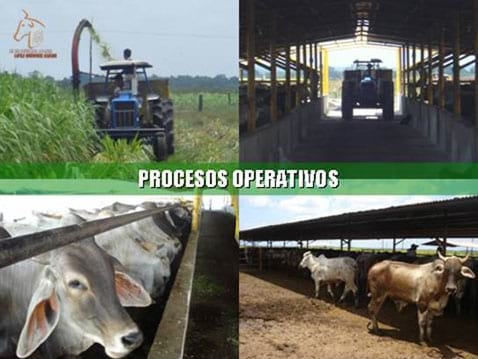 Beneficios de la Ganadería Intensiva Tropical con Resultados de Campo - Image 52