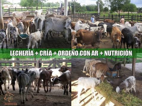 Beneficios de la Ganadería Intensiva Tropical con Resultados de Campo - Image 56