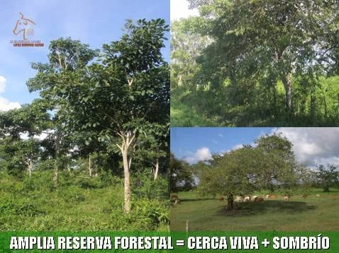 Beneficios de la Ganadería Intensiva Tropical con Resultados de Campo - Image 58