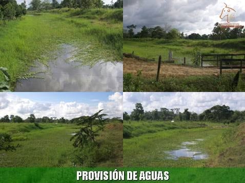 Beneficios de la Ganadería Intensiva Tropical con Resultados de Campo - Image 59
