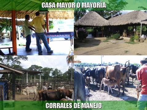 Beneficios de la Ganadería Intensiva Tropical con Resultados de Campo - Image 61