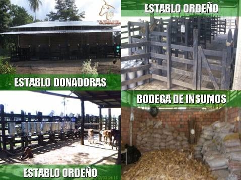 Beneficios de la Ganadería Intensiva Tropical con Resultados de Campo - Image 62