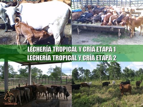 Beneficios de la Ganadería Intensiva Tropical con Resultados de Campo - Image 63