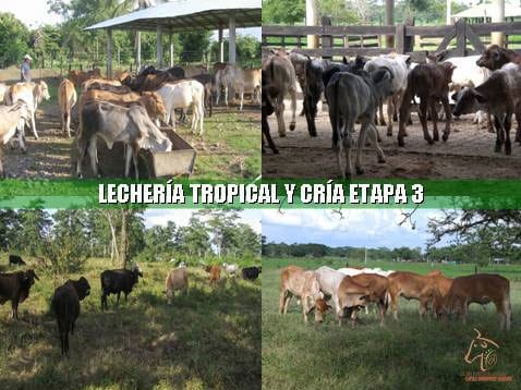 Beneficios de la Ganadería Intensiva Tropical con Resultados de Campo - Image 64