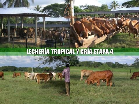Beneficios de la Ganadería Intensiva Tropical con Resultados de Campo - Image 65