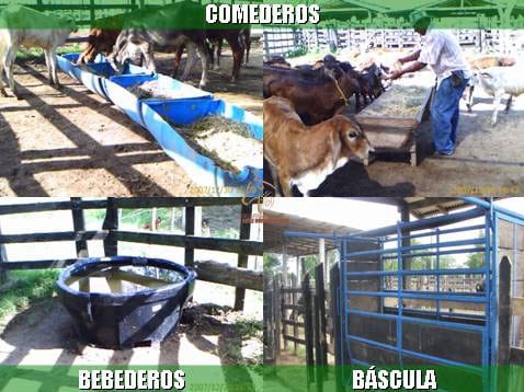 Beneficios de la Ganadería Intensiva Tropical con Resultados de Campo - Image 66