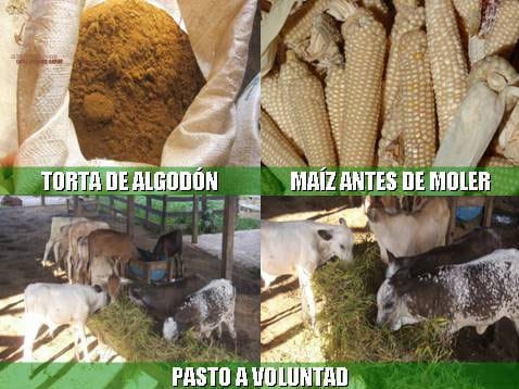 Beneficios de la Ganadería Intensiva Tropical con Resultados de Campo - Image 70