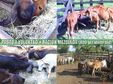 Beneficios de la Ganadería Intensiva Tropical con Resultados de Campo - Image 71