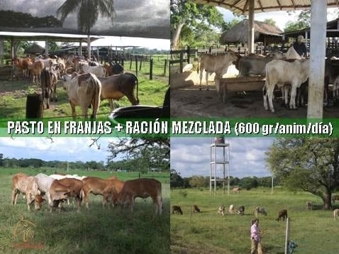 Beneficios de la Ganadería Intensiva Tropical con Resultados de Campo - Image 72