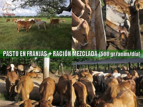 Beneficios de la Ganadería Intensiva Tropical con Resultados de Campo - Image 73
