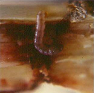 La mosca amazonica (metagonistylum minense) y el control de diatreae en caña de azucar, maiz, sorgo y arroz - Image 6
