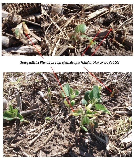 Efecto De La Fertilización Foliar Complementaria en la Recuperación Post-Estrés de Soja afectada por Bajas Temperaturas - Image 4