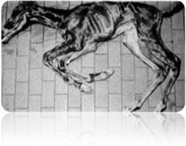Investigadores determinan Causas genéticas para el Síndrome del Potrillo contraído - Image 3