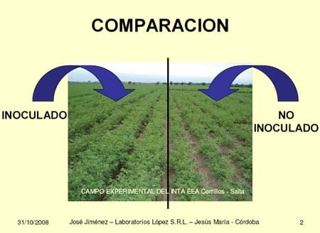 Inoculación de Rhizobium y fisiología de la nutrición nitrogenada en garbanzos - Image 1
