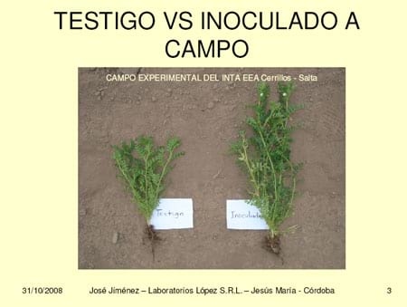 Inoculación de Rhizobium y fisiología de la nutrición nitrogenada en garbanzos - Image 2