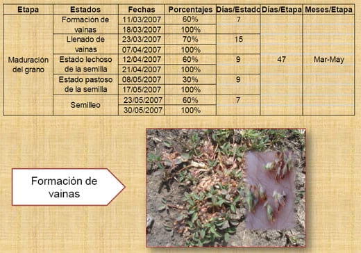 Fenología del trébol de puna en las praderas nativas altoandinas - Image 13