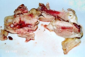 Pollo sanguinolento - Image 3