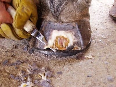 Laminitis: Un Evento Catastrófico - Image 21