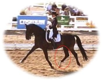 Fracturas pélvicas en caballos - Image 1