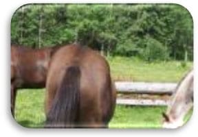 Fracturas pélvicas en caballos - Image 2