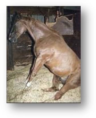 Fracturas pélvicas en caballos - Image 6