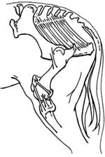 Fracturas pélvicas en caballos - Image 3