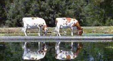 Cuidado de los animales en época de verano - Image 1