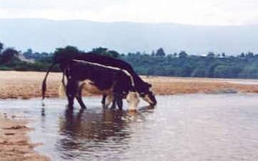 Cuidado de los animales en época de verano - Image 2