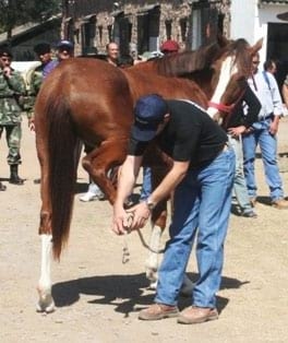 El amanse previo del caballo. Requisito fundamental para herrar sin riesgo - Image 2