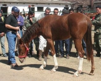El amanse previo del caballo. Requisito fundamental para herrar sin riesgo - Image 3