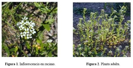 ¿Es posible la producción de Thlaspi arvense en Argentina para obtener biodiesel? - Image 1