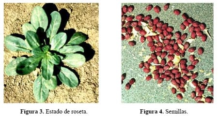 ¿Es posible la producción de Thlaspi arvense en Argentina para obtener biodiesel? - Image 2