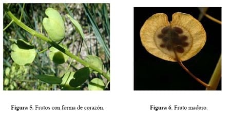 ¿Es posible la producción de Thlaspi arvense en Argentina para obtener biodiesel? - Image 3