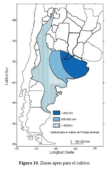 ¿Es posible la producción de Thlaspi arvense en Argentina para obtener biodiesel? - Image 8