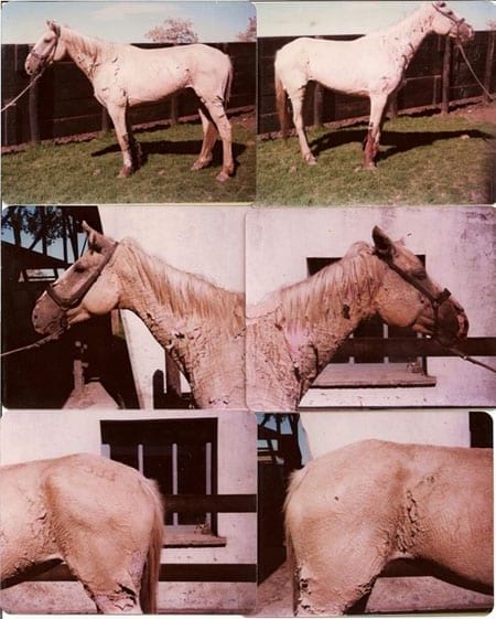 Fotosensibilización en equinos, Caso Clínico - Image 1