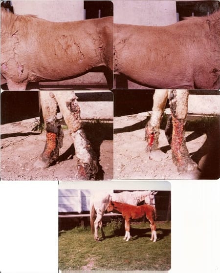 Fotosensibilización en equinos, Caso Clínico - Image 2
